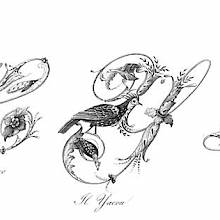 Plate showing ornamental capital letters X, Y, and Z embellished with pictures of birds