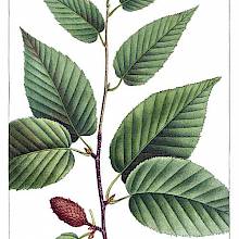Stipple engraving showing leaves and fertile aments on a branch of black birch (Betula lenta)