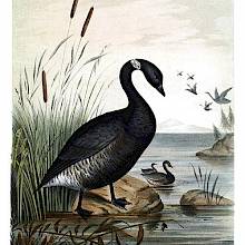 View of a black brant standing on the bank of an inlet overgrown with reeds