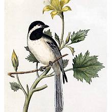 A black-capped chickadee is perched on a twig with a yellow-flowering plant in the background