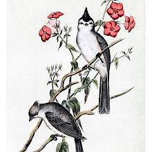 A male and a female black-crested titmouse are sitting on the branches of a red-flowered shrub