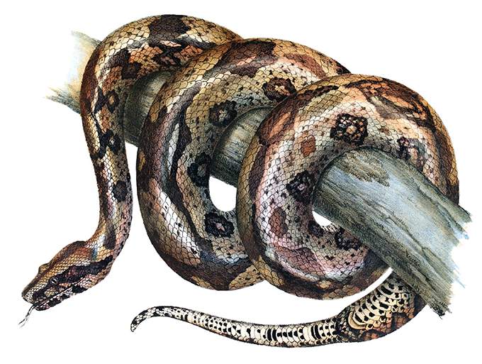 A boa constrictor is coiled around a branch with its tongue out