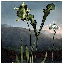View of a skunk cabbage, a yellow pitcherplant, and a Venus flytrap on the bank of a pond