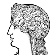 A woman's head is seen from the side with the brain made visible and its folds labeled