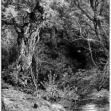 A place in the woods by the bank of a brook with an old oak tree