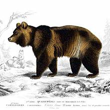 Steel engraving showing a brown bear seen from the side with cubs frolicking in the background