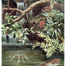 A river trout swims in a stream while behind it, juveniles are gathered around a floating insect