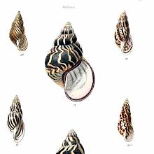 Plate showing the helicoid shells of five land snails from Central and South America