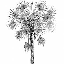 Cabbage Palm