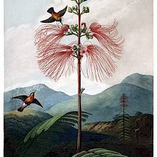 View of blooming Calliandra houstoniana in a hilly landscape with fluttering hummingbirds