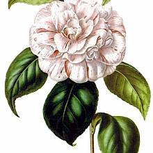Lithograph depicting the pearly pink flower and the leaves of Grande Duchessa D’Estruria, a cultivar of Camellia japonica