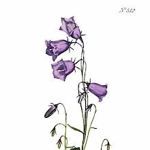 Hand-colored copper engraving showing the peach-leaved bellflower (Campanula persicifolia)