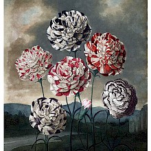 View of six varieties of carnations near a riverbank
