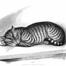 A tabby cat is fast asleep on a ledge