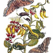 Giant Silk Moths and caterpillars are depicted on a branch of flowering Purple Coraltree