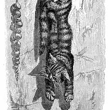 Three mice look at a cat hanging on a peg and looking like he could be dead