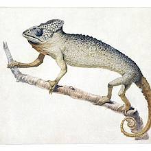 Watercolor sketch made to be later engraved and illustrate the entry on the common chameleon