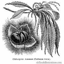 Sweet Chestnut