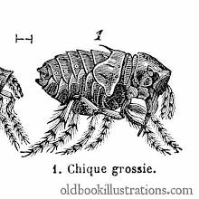 Chigoe Flea