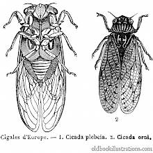 Cicadas