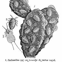 Cochineal