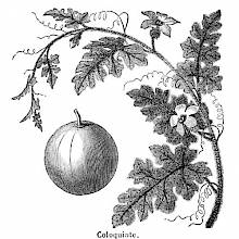 Stem, leaves, flowers, and fruit of the colocynth