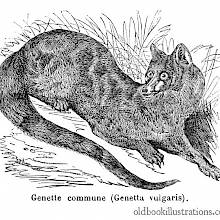 Common Genet