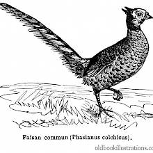 Common Pheasant