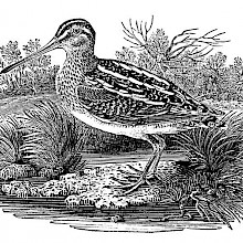 Common snipe shown in a marsh landscape