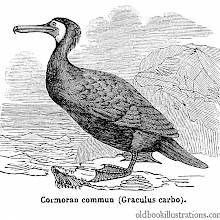 Great Cormorant