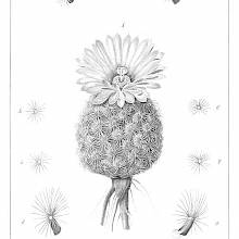 Botanical steel engraving showing Coryphantha echinus, a plant in the family Cactaceae