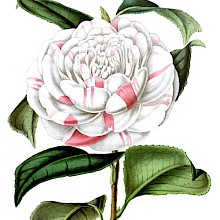 Countess of Orkney is a cultivar of Camellia japonica, a tree in the family Theaceae