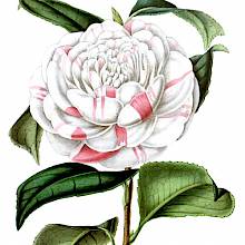 Countess of Orkney is a cultivar of Camellia japonica, a tree in the family Theaceae