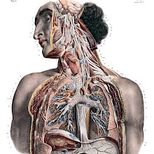 Anatomical preparation showing the head and torso of a man, cut open to expose the nervous system