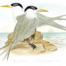 Two crested terns are sitting on a rock surrounded by the sea, facing opposite directions