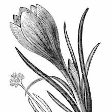 Crocus Vernus