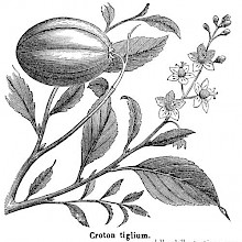 Croton Tiglium