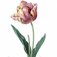 Stipple engraving from a watercolor original showing a pink tulip streaked with yellow