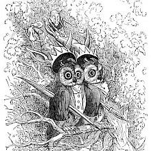 Two owls are sitting on a branch as two sprite creatures sneak behind them to steal hats