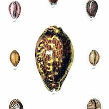 Shells of five species of sea snails in the family Cypraeidae, commonly known as cowries