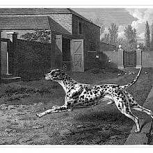 A Dalmatian is seen from the side leaping forward in a courtyard