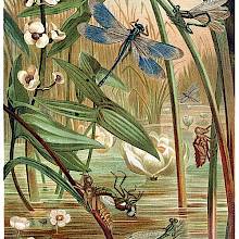 View of a pond lush with aquatic plants, alive with damselflies at various stages of development.