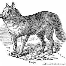 Dingo