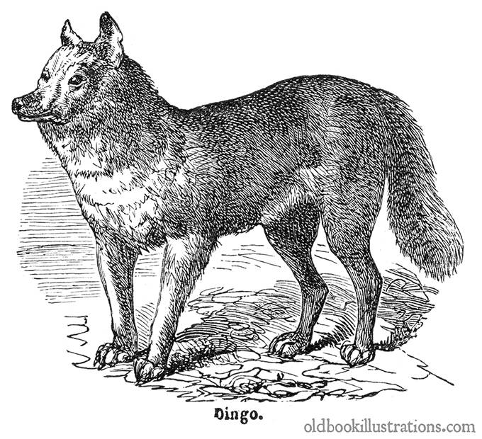 Dingo (Warrigal) | Old Book Illustrations