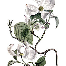 Hand-colored copper engraving showing a branch of flowering dogwood with flowers and leaves