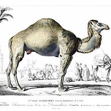 Dromedary seen from the side outside the walls of a middle-eastern city outlined in the background