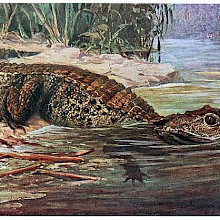 A dwarf crocodile leaves the bank of a river to enter the water