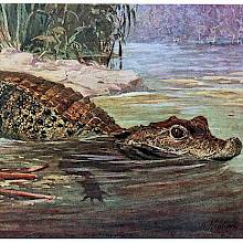 A dwarf crocodile leaves the bank of a river to enter the water