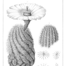 Botanical steel engraving showing Echinocereus dasyacanthus, a plant in the family Cactaceae