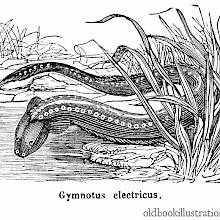 Electric Eel